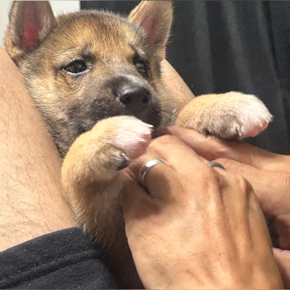 Meet your Posher, Luzy - Picture 1 of 1